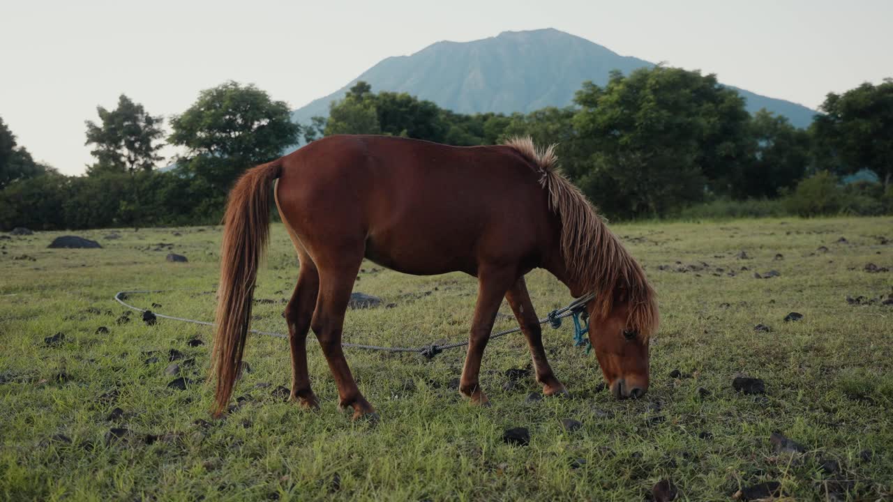 hermoso caballo semental marrón oscuro pastando en el campo de prado
