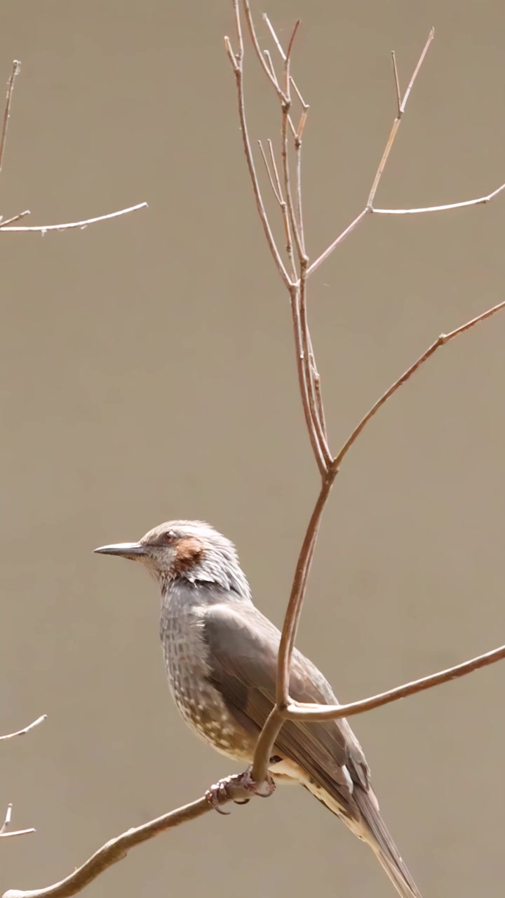 Bulbul dalle orecchie marroni appollaiato su un ramo d'albero spoglio