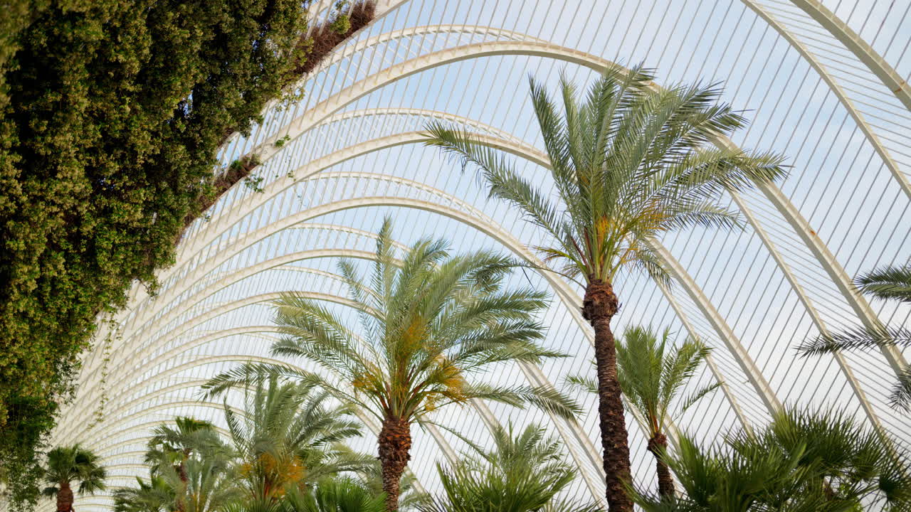 Low angle view through palm fronds to the repeating white arches of the L'Umbracle canopy in the City of Arts and Sciences, Valencia, Spain