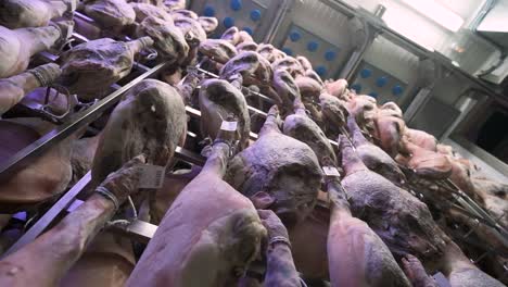 jamon serrano pig legs factory hanging in a industry. iberian ham elaboration process