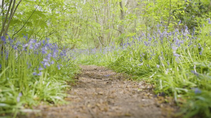 Forest Path Covered in Bluebells