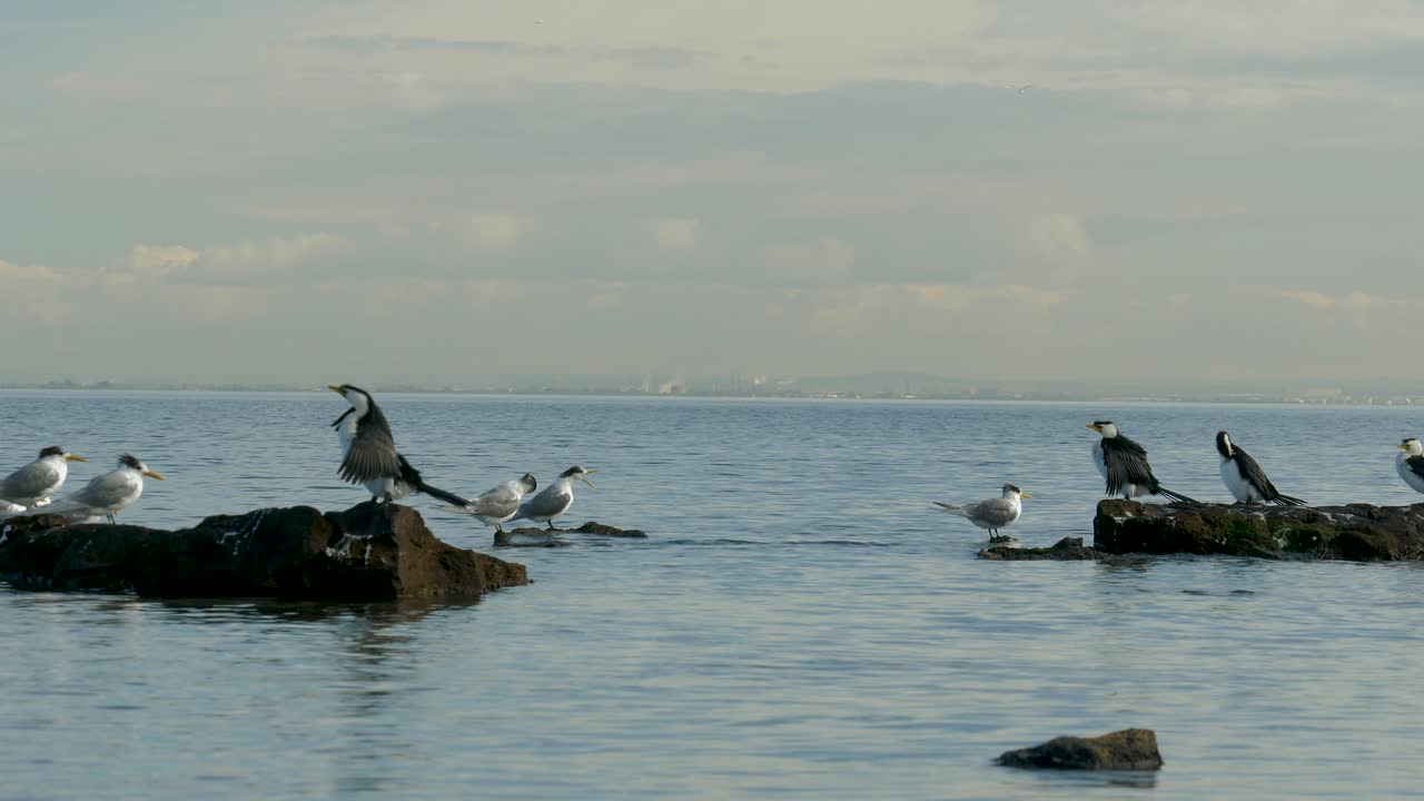 해안선에 앉아 있는 작은 얼룩무늬 가마우지 - 바다 바위에 앉아 있는 작은 얼룩무늬 가마우지 그룹