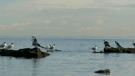 Pequeños-Cormoranes-De-Varios-Colores-Sentados-En-La-Costa---Océano-Un-Grupo-De-Pequeños-Cormoranes-De-Varios-Colores-Sentados-En-Una-Roca