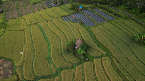 rice fields just after sunrise in the east of bali, aerial