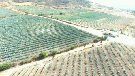 campos de agave mezcal oaxaca mexico