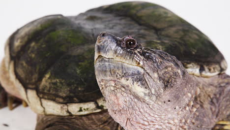 snapping turtle claw and face on white background