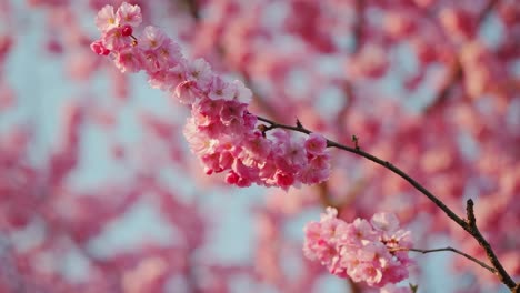 delicate pink cherry blossoms sway gently in breeze of serene spring afternoon