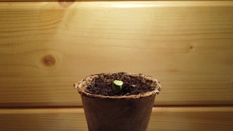 sunflower plant growing from soil planted in brown flower pot