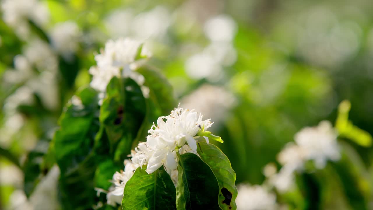 Slow motion close up view of Little bee collecting pollen from white wild flowers