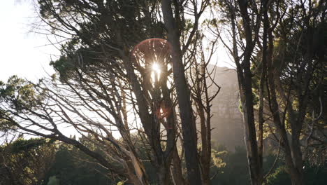 View-of-tropical-forest