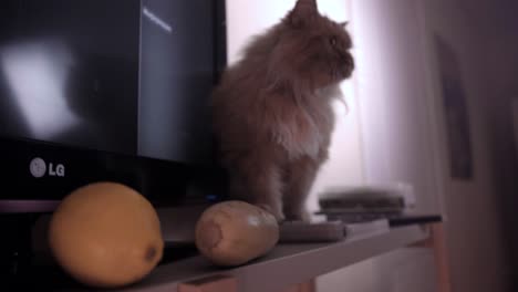 gato en un soporte de televisión