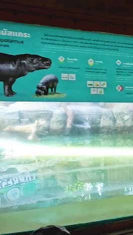visitors observe aquatic animals through glass