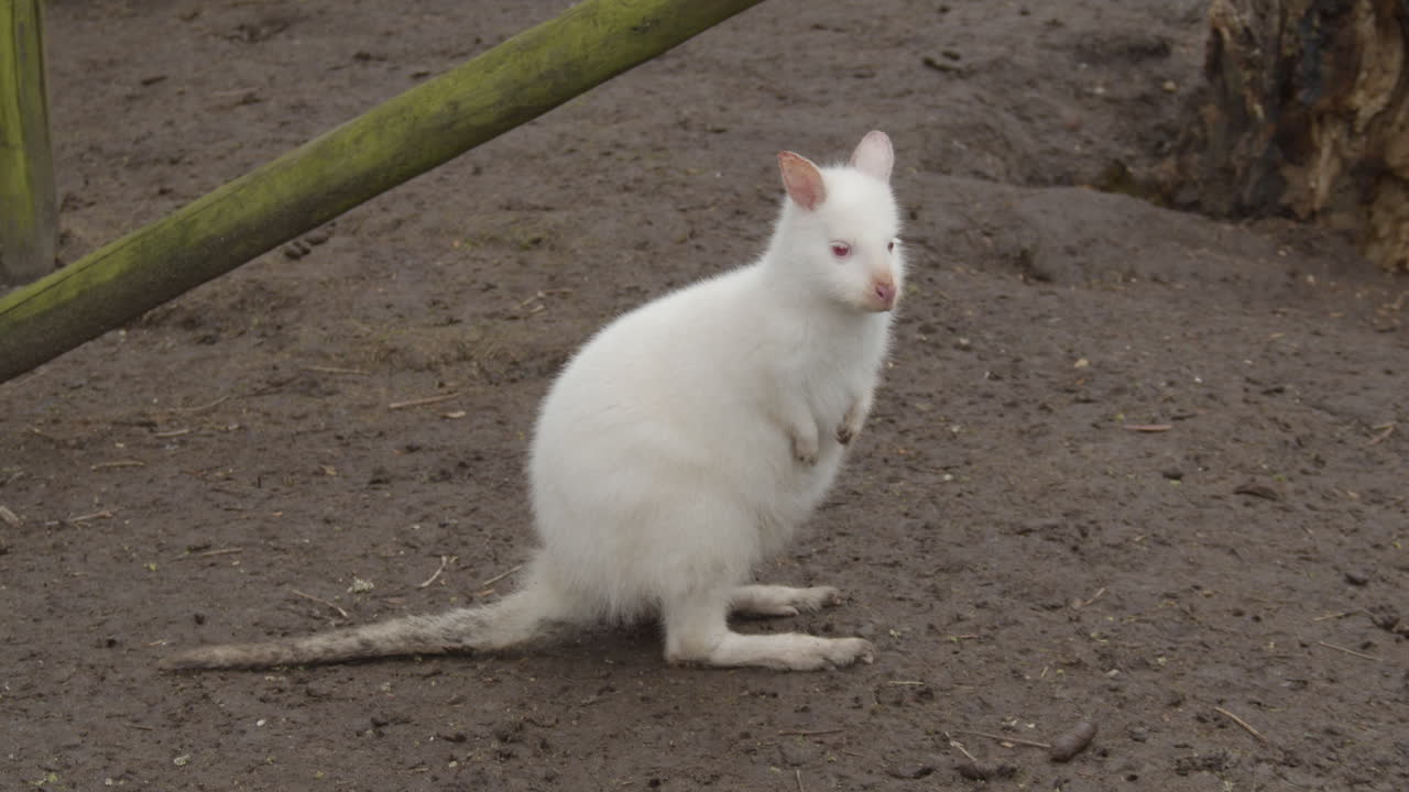 amplio retrato de albino bennet's wallaby en el zoológico de mascotas