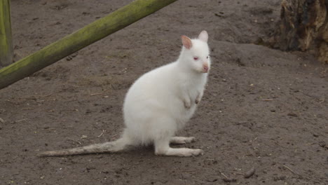 Breites-Porträt-Von-Albino-Bennets-Wallaby-Im-Streichelzoo