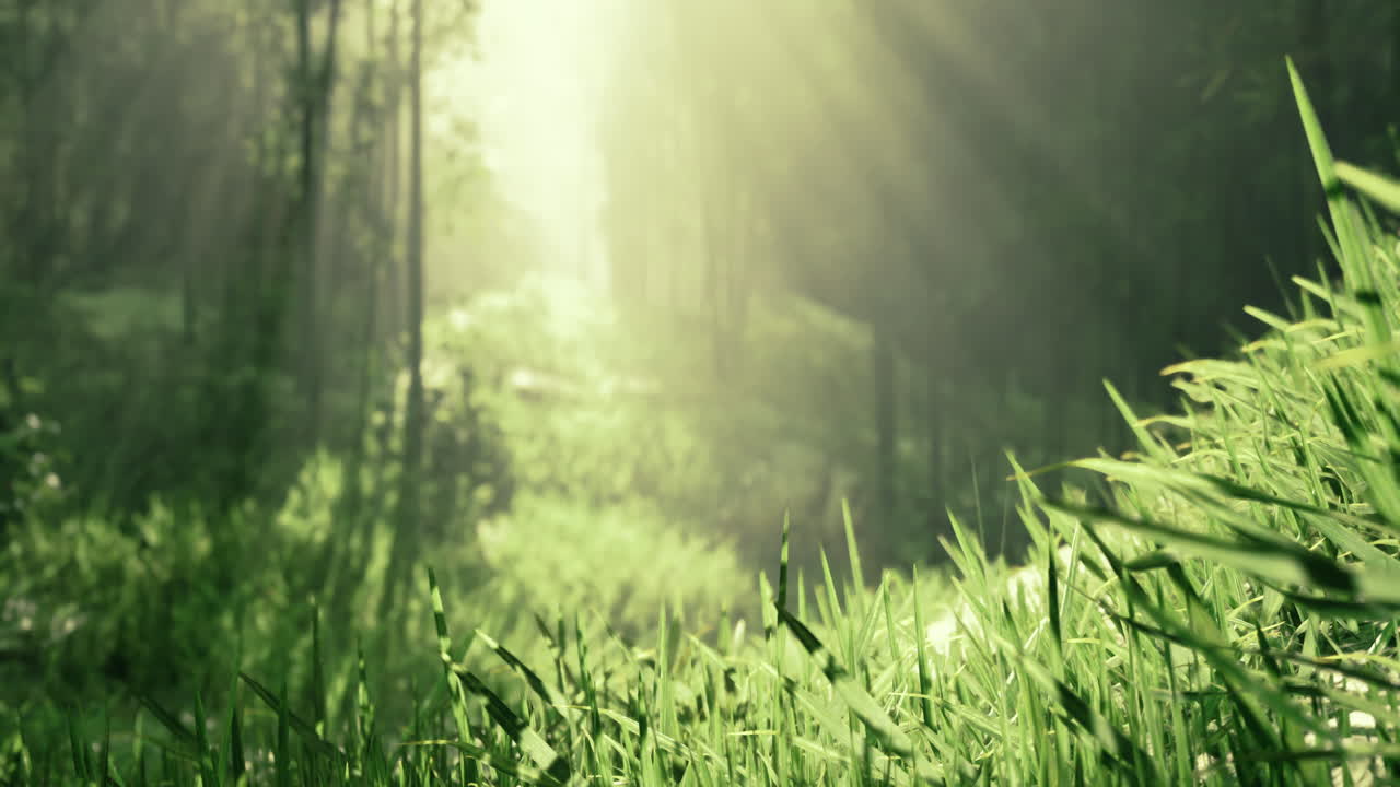 Light filters through trees in a serene forest landscape during daytime
