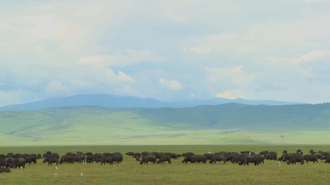 ปะการังที่อาศัยอยู่ใกล้กับหุบเขา ngorongoro ในประเทศแทนซาเนีย ประเทศแอฟริกา