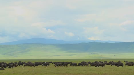 非洲坦桑尼亞的 ngorongoro 石坑上,一大群海牛在放牧