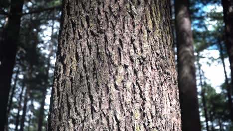 bark of an old tree trunk at coniferous forest during sunny day