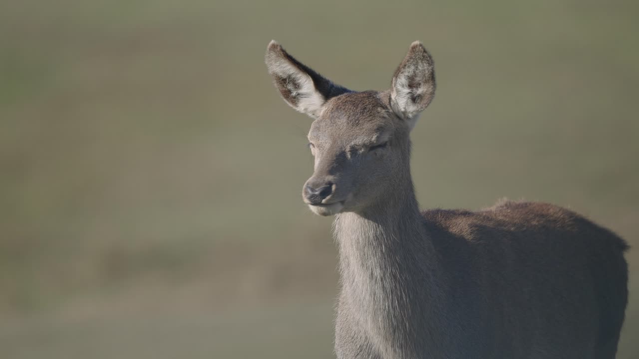 cierva caminando sobre praderas verdes junto al bosque - cierra a cámara lenta
