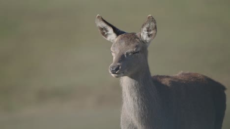 female deer walking on green grassland by the forest -close up slowmo