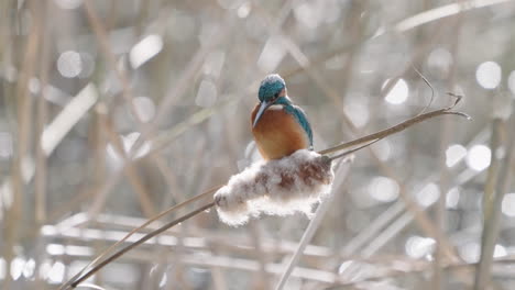 Close-Up-Of-A-Common-Kingfisher-On-A-Branch-Before-Flying-Away---low-angle