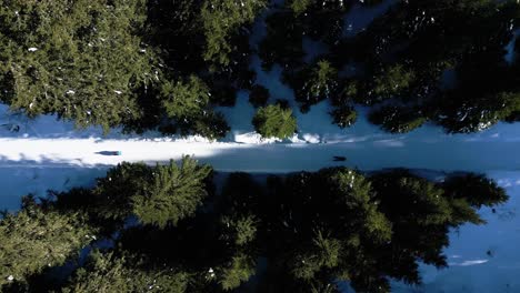 Dos-Personas-Bajando-En-Trineo-Por-Una-Pendiente-En-El-Bosque-Juntos