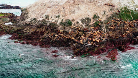 massive accumulation of sea lions on the monterey rock