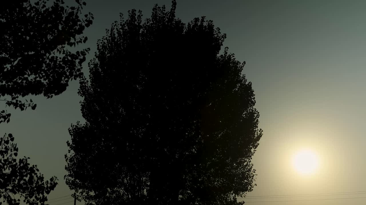 Tree silhouette formed at sunset. Sunset and trees.