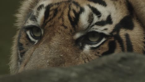 tiger in water behind tree looking quite sad