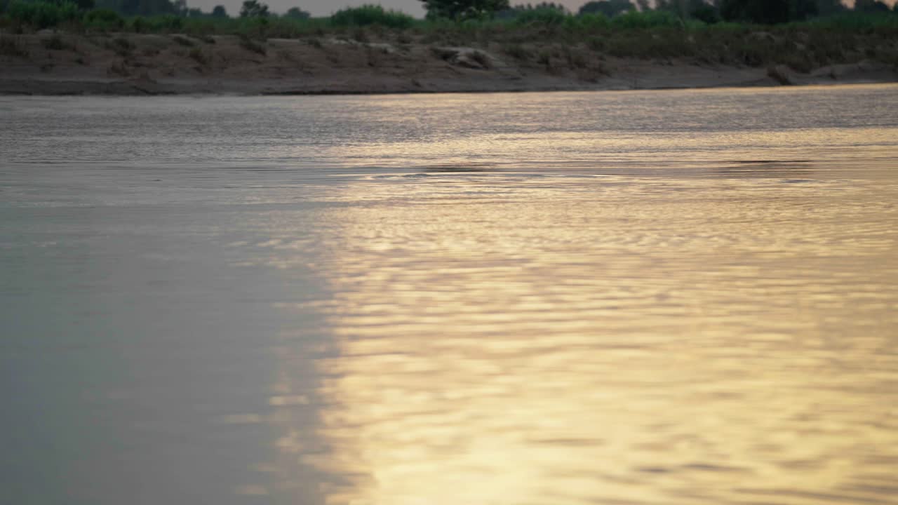 River Dolphin in the Karnali River of Nepal