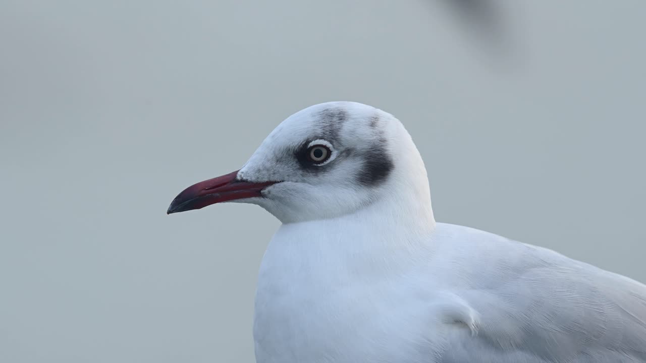 갈매기 초상화, bang pu, samut prakan, 태국