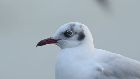 seagull portrait, bang pu, samut prakan, thailand