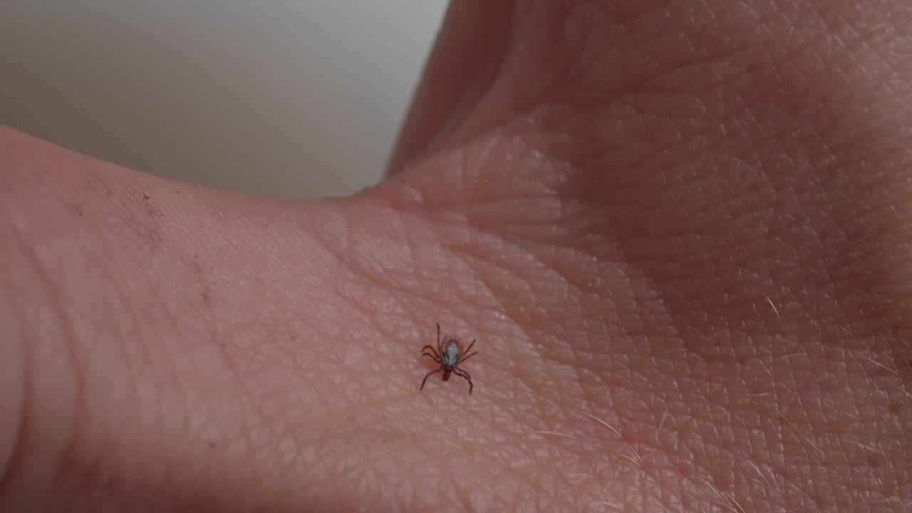 Macro closeup of tick crawling over skin showing parasite behavior and danger of bacterial disease