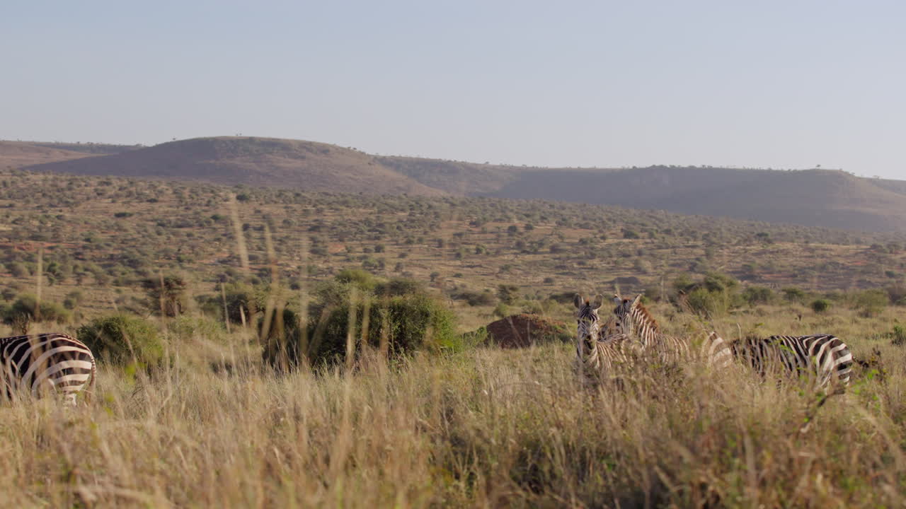 Herd of Grevy's Zebra grazing on slope of hill