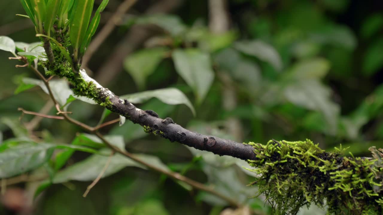 un colibrí iridiscente púrpura y verde se asienta en la parte superior de una rama en un bosque de ecuador, américa del sur antes de volar.