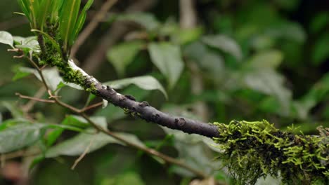 A-purple-and-green-iridescent-hummingbird-perches-on-top-of-a-branch-in-a-forest-in-Ecuador,South-America-before-flying-away