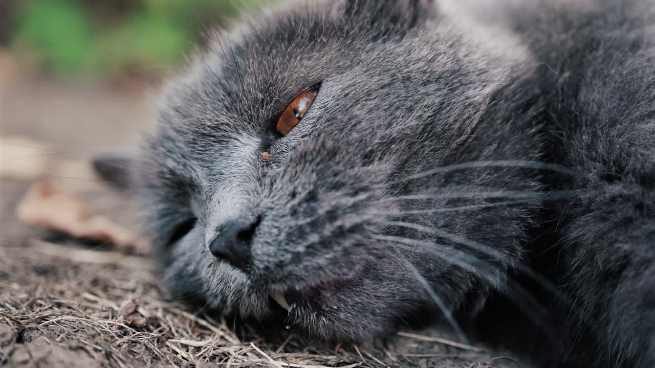 Primo piano di un gatto grigio con occhi arancioni sdraiato a terra con luce naturale