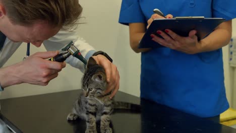 vet examining little kitten in his office