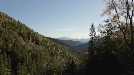 high hills with dark pine woods on autumn bright day. amazing scenery of wild mountain woodland