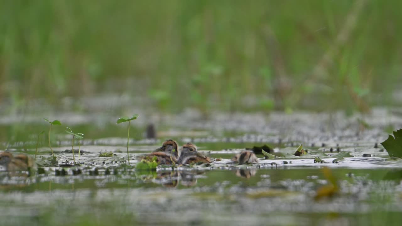파산  ⁇ 리 자카나 새끼 들 이 아버지 의 날개 에서 나온다