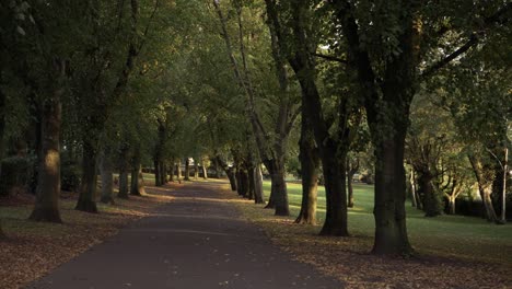 walking through tree lined lane in park at autumn wide shot