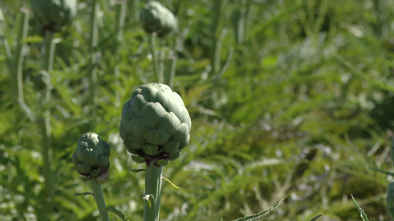 Artichoke Plants in a Field