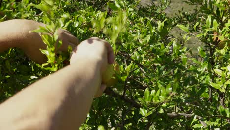 cutting wild pomegranate, well known for its curative values in cardiovascular diseases, autumn