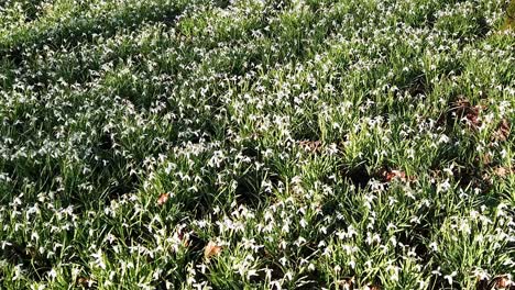 Snow-drops-in-a-woodland-setting-in-Springtime-UK