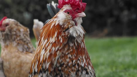 haan in een tuin