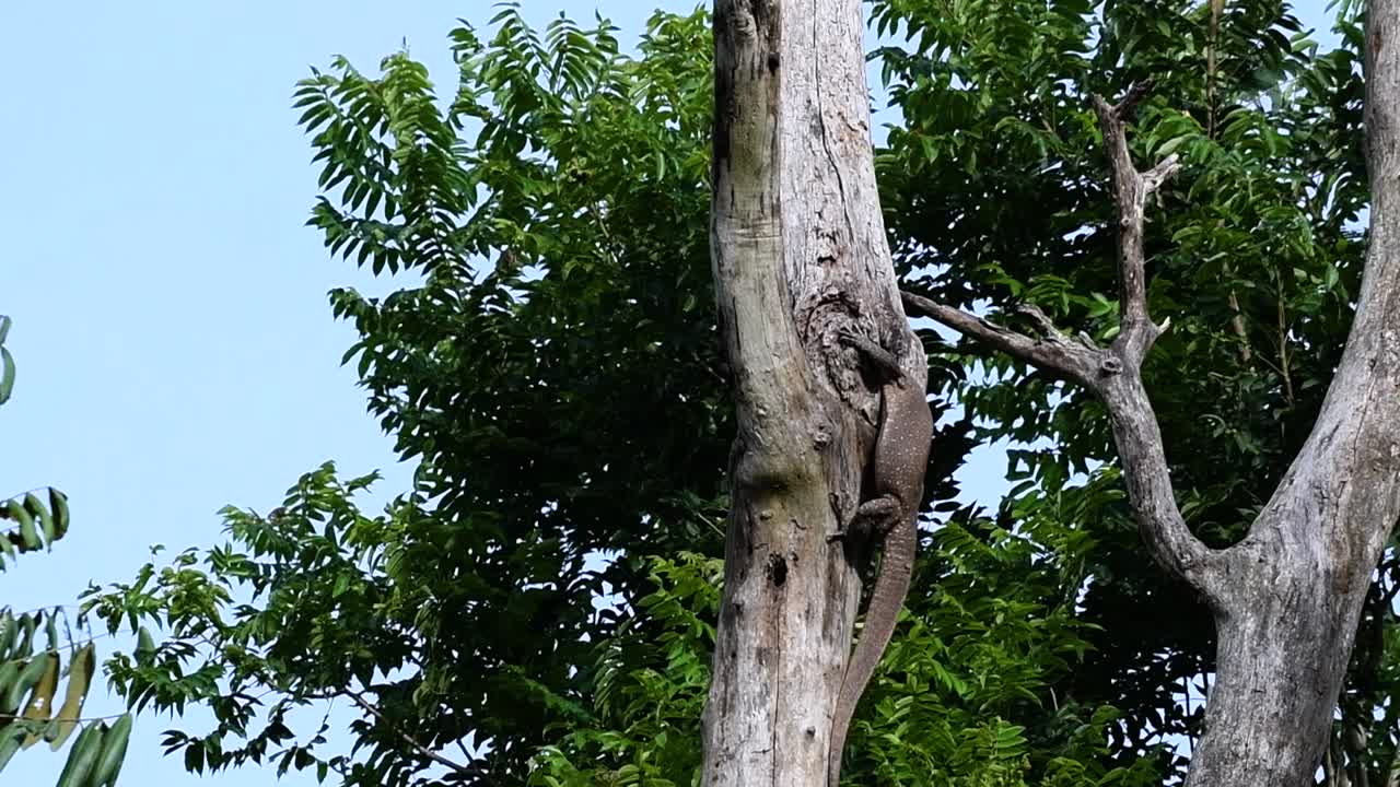 흐린 모니터 도마뱀은 태국과 아시아의 다른 국가에서 발견됩니다.