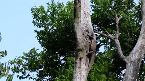 el lagarto monitor nublado se encuentra en tailandia y otros países de asia