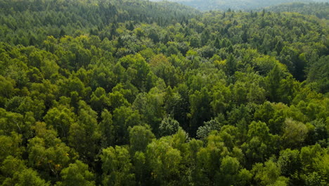 Aerial-tilt-down-on-scenic-forest-park-in-remote-wilderness-area-with-rolling-hills