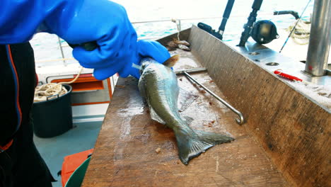 pescador que hace filetes de pescado