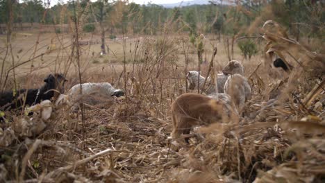 flock of grazing sheep in natural environment